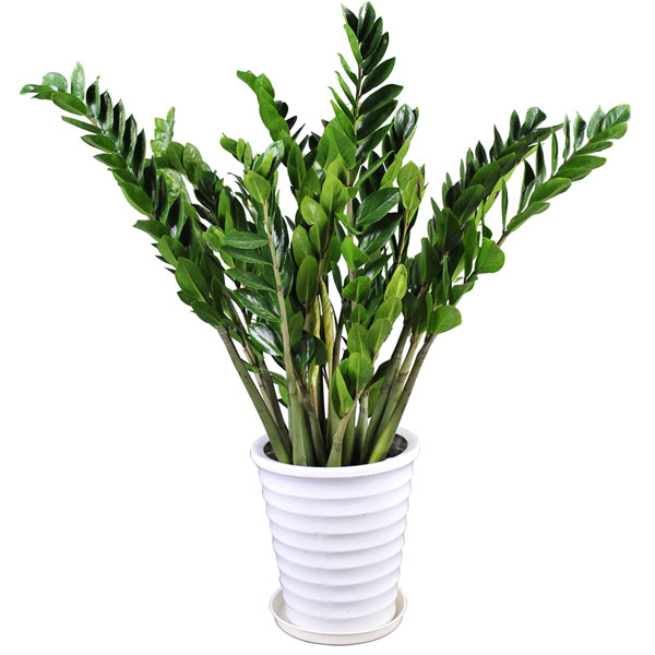 �Gֲ���ע�����